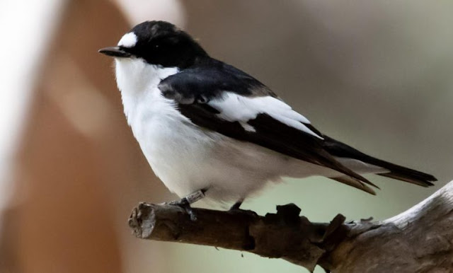 attractive male birds