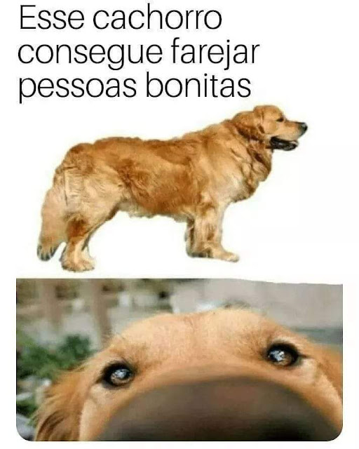 64 memes de cachorro para você ter na manga