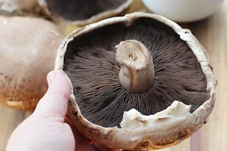 Mushroom fiber.