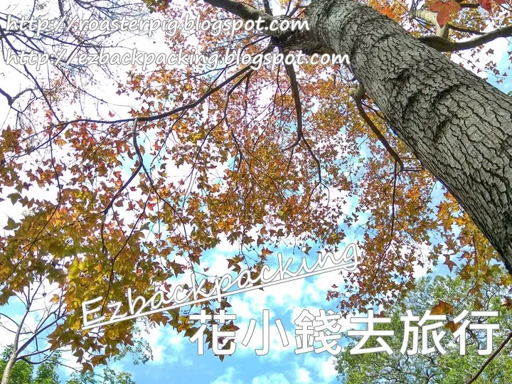 九龍公園紅葉2022