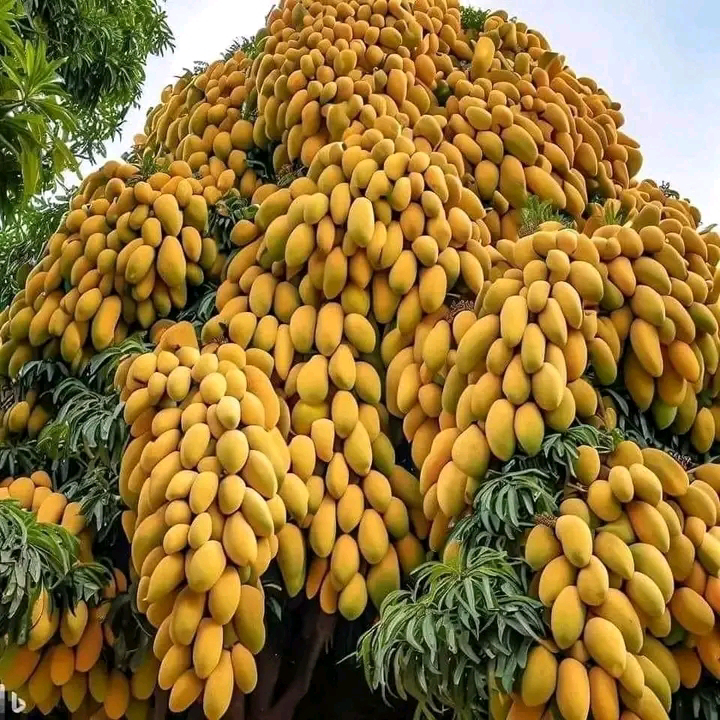 चित्र