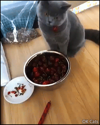 Funny Cat GIF • Blue cat vs red cherry The struggle is real (OK, play with it it but don't eat it, cherries are toxic for cats) [ok-cats-gifs.com]