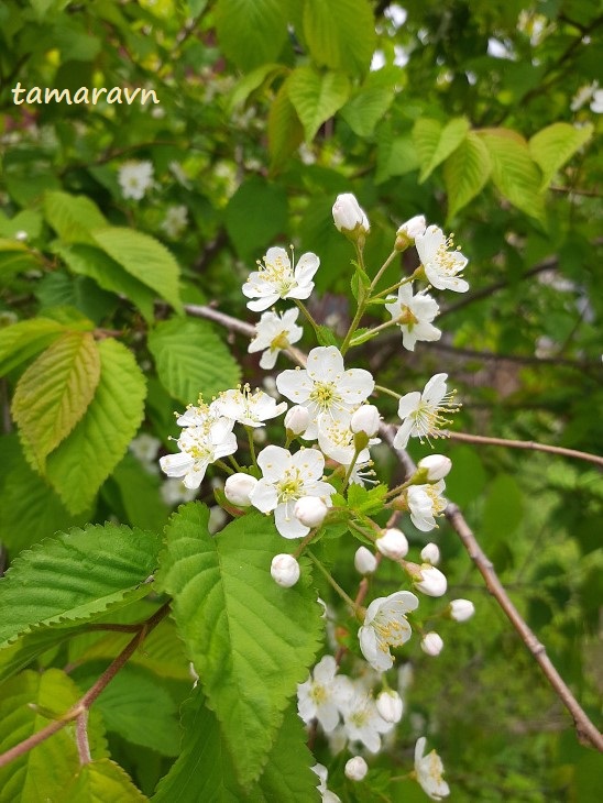 Вишня Максимовича / Черёмуха Максимовича (Cerasus maximowiczii, =Prunus maximowiczii, =Padus maximowiczii)