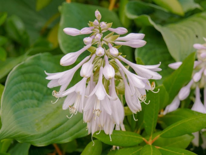 Cvijeće Hosta (Trputac ljiljan)