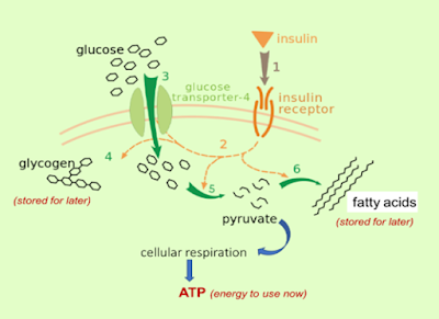 sugars,#RoadToMSChemistry,health,sweets,health and beauty,diabetes,MSChemistry,diabetes, diabetes mellitus, health, health and living, glycolysis,