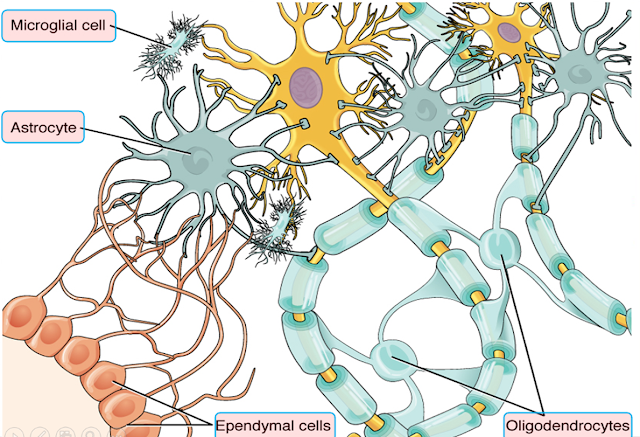 MCQ practice test on glial Cell Types and Function