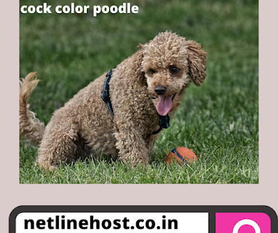 What is poodle dog complete information height ,weight, types and how to adopt poodle dog as a pet