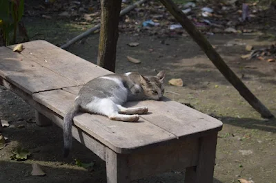 A female cat lying on a bench on a winter morning