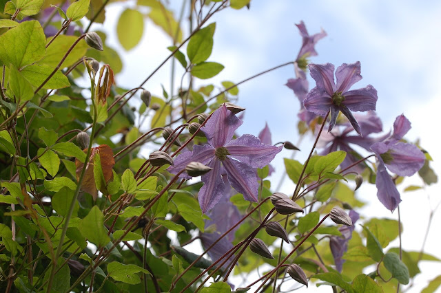 Clematis Blue River.