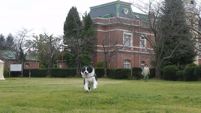 保護犬 ボーダーコリー トーマ 牛久シャトー