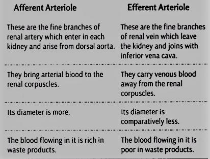Differences between Afferent Arteriole and Efferent Arteriole