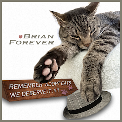 Brian Forever