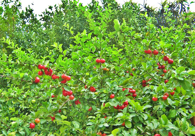 Acerola Inxertada Mudas l olimpomudas