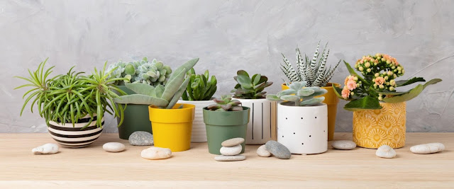 planters for plants