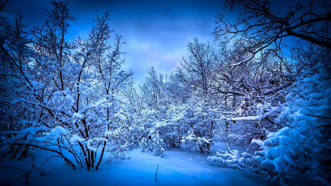 Enchanted winter forest in twilight Wallpaper 4k