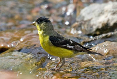 Photo of male Lesser Goldfinch in stream Photo of male Lesser Goldfinch in stream