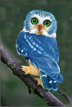 голубая сова