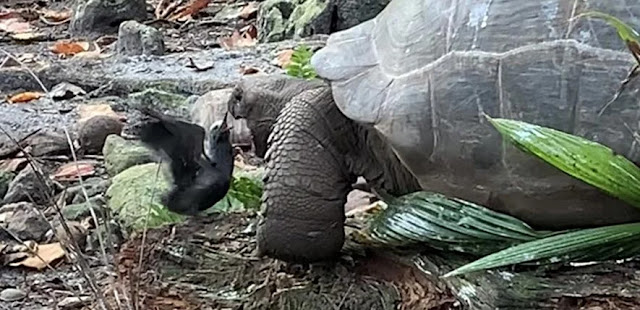 Una tortuga gigante "vegetariana" ataca y se come a un pájaro marino mientras investigadores horrorizados filman