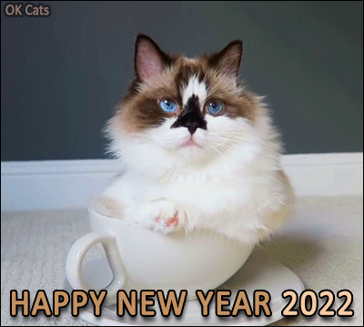 Animated Cat GIF • Happy New Year 2022 to all kitties and cat lovers all over the World [6/6]