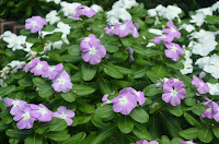 الاسم الانجليزي : Vinca  الاسم اللاتيني : Catharanthus rosea   الفصيلة الدفلية : Apocynaceae    الونكا اسمه C. rosea الفصيلة الدفلية ، وهو عشب معمر يمتاز بوجود مادة من لبنية في مقطعه وانسجته ، وازهاره مفردة بنفسجية واحيانا بيضاء اللون وأوراقه متقابلة بسيطة وهو من نباتات الزينة ويطلقون عليه في الريف فراخ أم على وله سيقان حمراء .     وقد ذكره ديوسكوريدس وجالينوس في علاج بعض الأمراض لادرار البول والتئام الجروح .    وقد أجريت عليه حديثا أبحاث كثيرة مثمرة حيث تم فصل عدد وافر من القلويدات أهمها لعلاج السرطان Vincrystine , Vinblastine التوسيع شرايين المخ Vincamine .    وقد أصبح لنبات الونكا مكان مرموق في ترسانة الأدوية الفعالة في علاج السرطان وتوسيع شرايين المخ ،    وهكذا قدمت النباتات الطبية مساهمة فعالة في علاج أشرس أمراض العصر وهي :   Vincrystine & Vinblastine , Vincamine    وأصبحت صيدليات العالم تقدمها للمعالجين الأطباء لعلاج المرضى في كل مكان في أنحاء العالم معتمدين أن هذه الأدوية طبيعية .