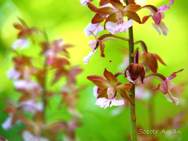 Calanthe discolor