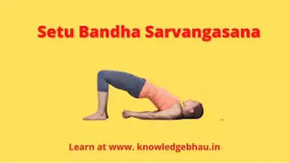 Setu Bandha Sarvangasana Benefits and Contraindications