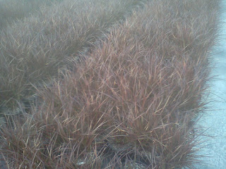 Red Fountain Grass