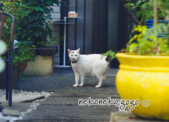 ねこ散歩で会った白猫さん