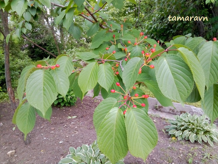 Вишня сахалинская / Вишня Саржента (Cerasus sachalinensis, =Cerasus sargentii)