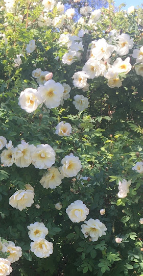 Så blommar den ljuvliga vita rosen 13.6.2023