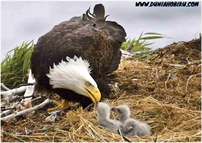 induk elang melatih anaknya