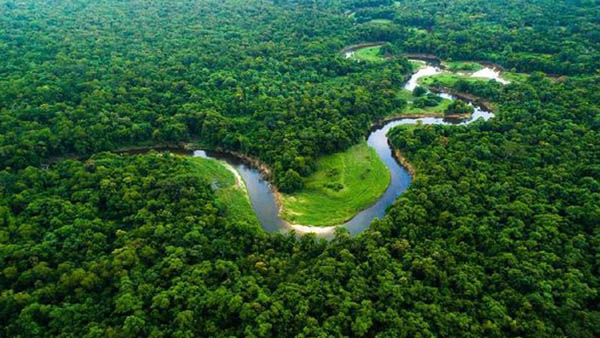 hewan penguasa hutan sungai amazon