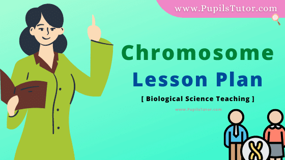 Chromosome Lesson Plan For B.Ed, DE.L.ED, BTC, M.Ed 1st 2nd Year And Class 8th to 12th Biology Teacher Free Download PDF On Simulated, Discussion And Mega Teaching Skill In English Medium. - www.pupilstutor.com