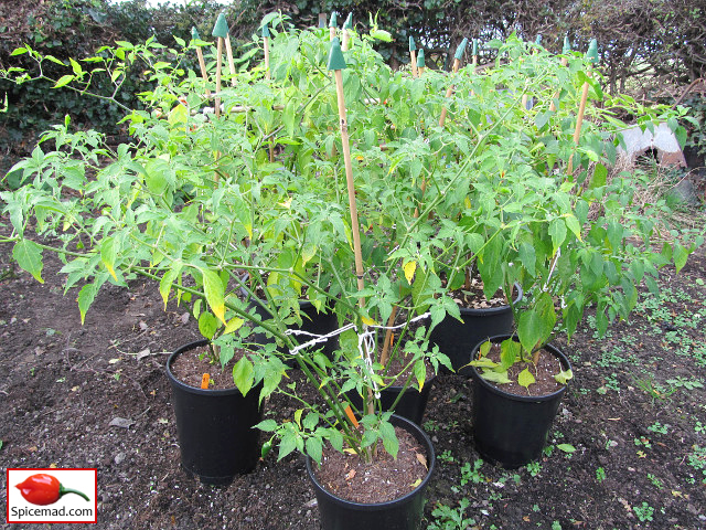 Chilli Plants to Be Taken Down - 18th November 2021