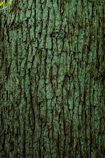 Naturfotografie Herbstfarben Olaf Kerber