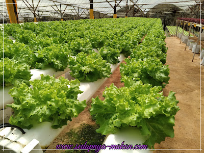 ladang salad