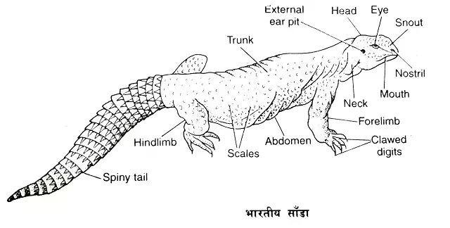 भारतीय साँडा-यूरोमैस्टिक्स (Uromastix) : वर्गीकरण, लक्षण, चित्र का वर्णन|hindi