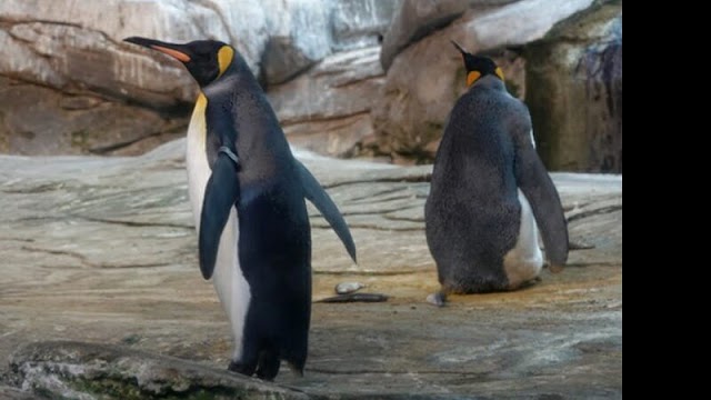 Pinguins do mesmo sexo viram pais adotivos em zoológico de Nova York