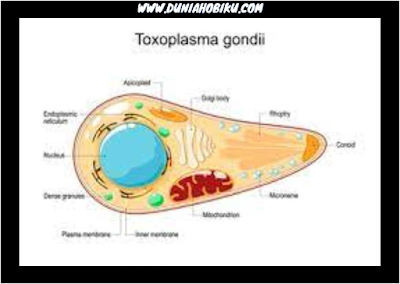 toksoplasma gondii