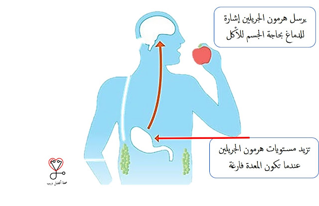 هرمون الجريلين والجوع