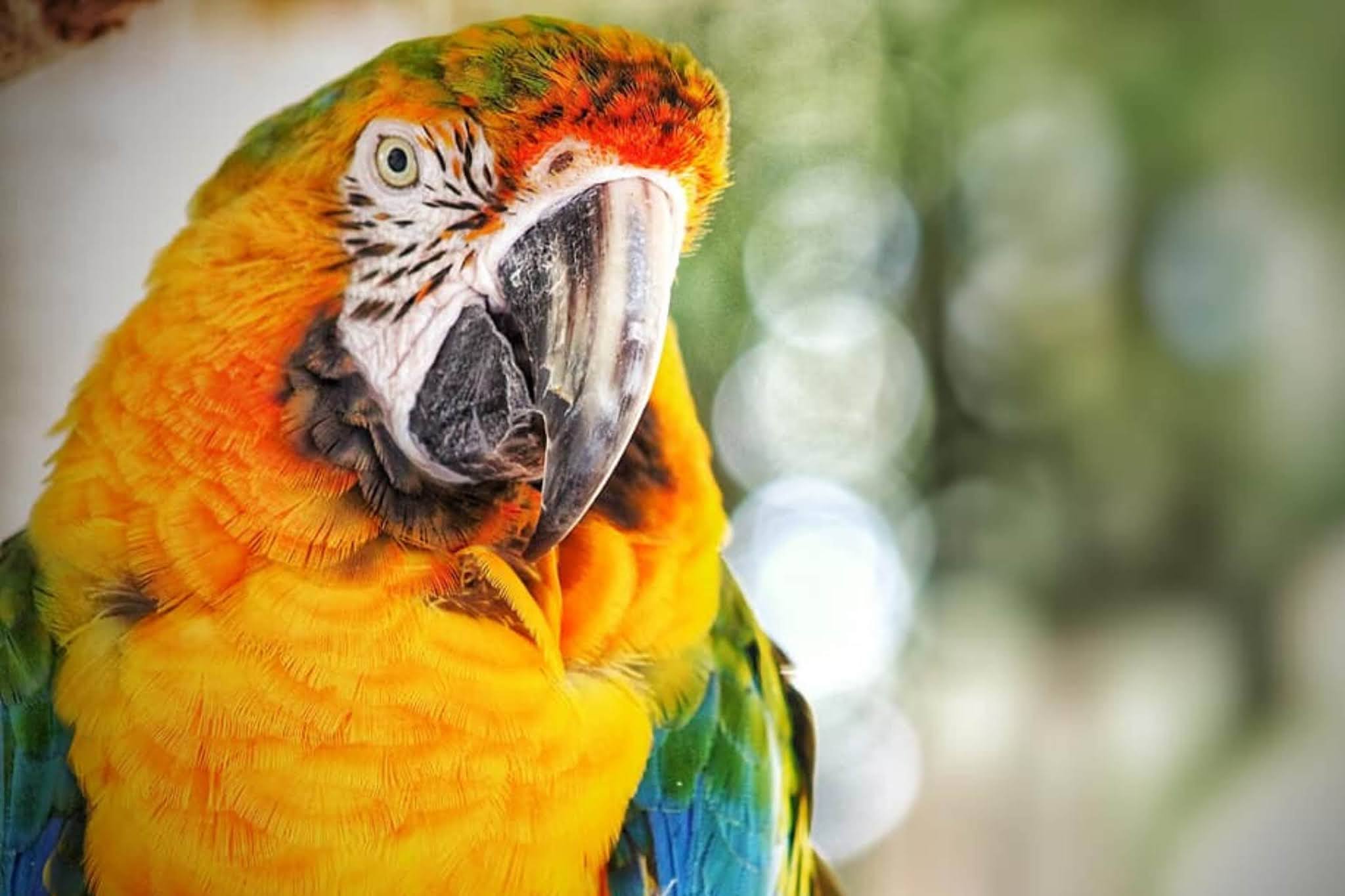 Scarlet Macaw: The Most Beautiful South American Queen