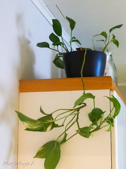 Aloittelijan viherbuumi kevättä kohden uusi kasvualusta ja uudet ja vanhat viherkasvit kotonani