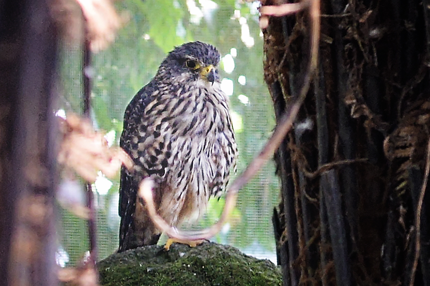 New Zealand Falcon, or Kārearea