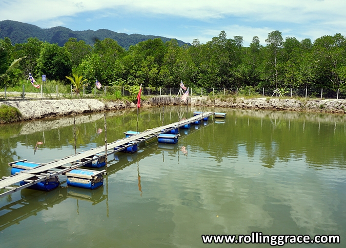 Crab Farm kubang badak