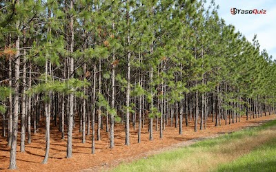 How to plant pine trees?