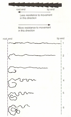 Fig: A simplified representation of the wool felting.