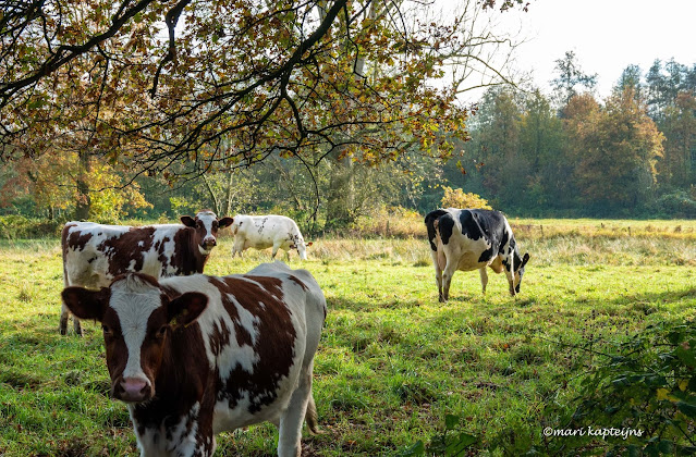 De Mortelen bij Oirschot november 2021