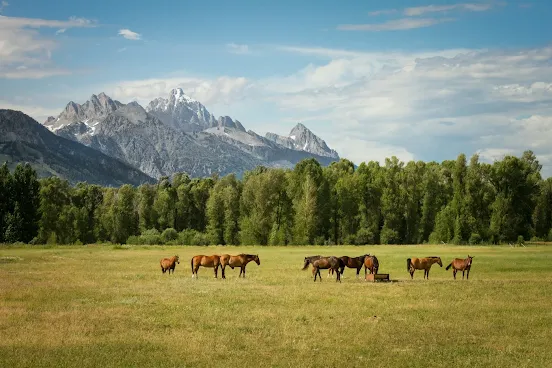 The Beauty of Horses on the American Frontier