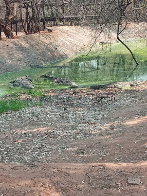 View of one of the 2 breeding enclosure for crocodiles on " Crocodile Farm ".