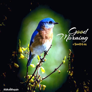 Beautiful-Good-Morning-Images-Birds